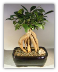 Ginseng Ficus Indoor Bonsai Tree