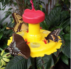 Attractive Butterfly Feeder