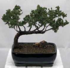 Juniper Bonsai Tree - Trained