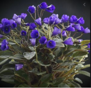Trailer African Violet - Choice