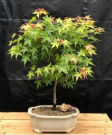 Japanese Green Maple Bonsai Tree