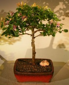 Lavender Star Flower Bonsai Tree
