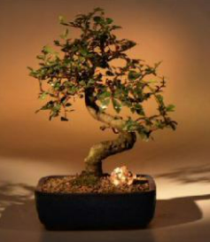 Chinese Elm Bonsai Tree - Curved Trunk