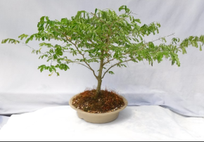Brazilian Raintree Bonsai Plant