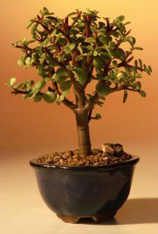 Baby Jade Bonsai Tree