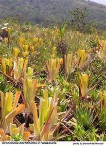 Brocchinia hechtioides {Gran Sabana, Venezuela}
