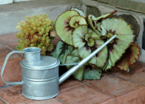 Galvanized Greenhouse Watering Can