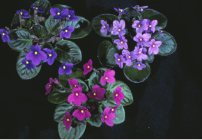 Miniature Violet Seed Packs
