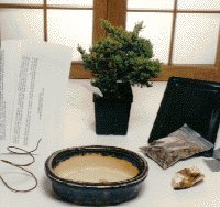 Starter Kit - Make Your Own Bonsai 