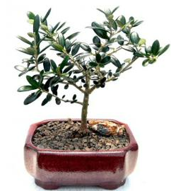 Flowering and Fruiting Arbequina Olive Bonsai Tree
