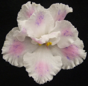Standard Indoor African  Violet Flower - Choice