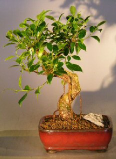 Ficus Retusa Bonsai (Medium) Curved Shaped Trunk
