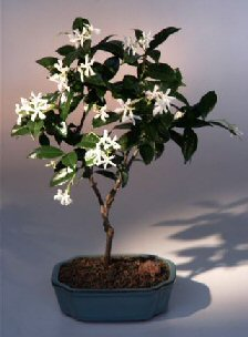 Flowering White Jasmine