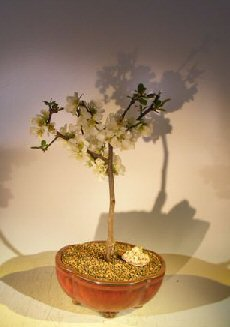 Japanese Flowering Quince Bonsai