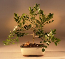 Dwarf Orange Jasmine Bonsai Tree