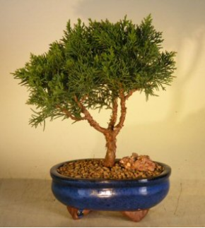 Shimpaku Bonsai Tree