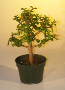Pre Bonsai Baby Jade Bonsai Tree - Medium