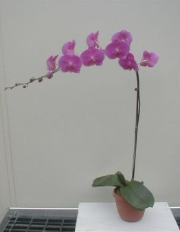 Purple Passion Phalaenopsis
