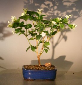 Flowering Arabian Jasmine Indoor Bonsai Tree