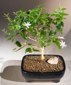 Flowering Downy Jasmine