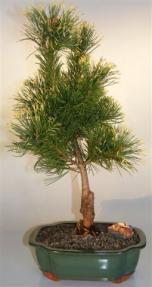 Japanese White Pine Bonsai Tree