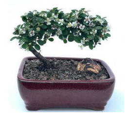 Flowering & Fruiting Evergreen Cotoneaster Bonsai