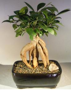 Ginseng Ficus Indoor Bonsai Tree