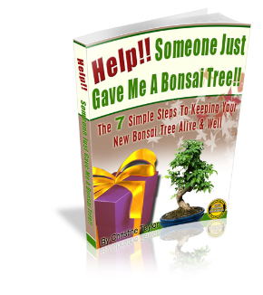 Help!! Someone Just Gave Me A Bonsai Tree!!