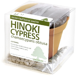 Hinoki Cypress Bonsai Tree Seed Kit