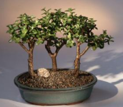 Baby Jade - Forest Group