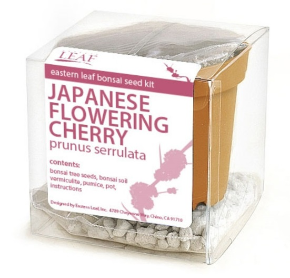 Japanese Flowering Cherry Bonsai