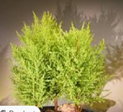 Lemon Cypress Bonsai Tree