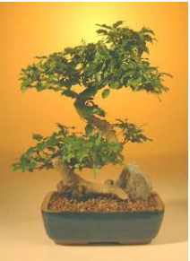 Flowering Ligustrum Bonsai Tree