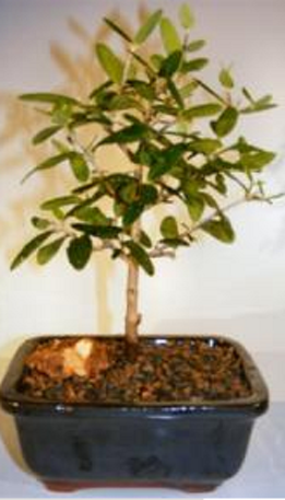 Flowering and Fruiting Arbequina Olive Bonsai Tree