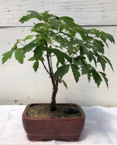Paperbark Maple Bonsai Tree
