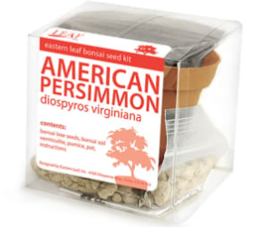 American Persimmon Outdoor  Bonsai Fruiting Tree Seed Kit