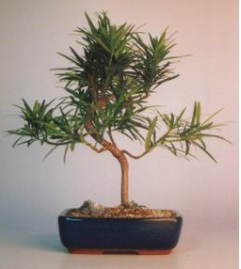 Podocarpus Bonsai Tree