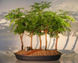 Redwood Bonsai Tree - Forest Group