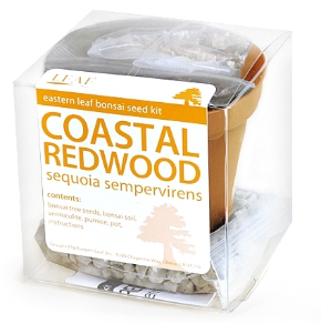 Corkbark Redwood Bonsai Seed Kit