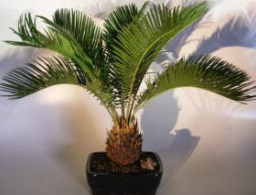 Sago Palm Bonsai Tree