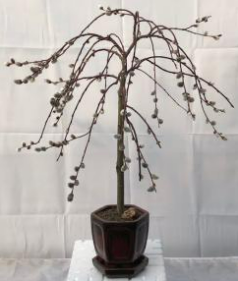 Flowering Weeping Pussy Willow Outdoor Bonsai Tree