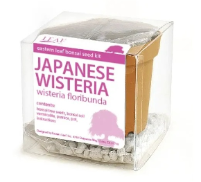Japanese Flowering Wisteria Bonsai