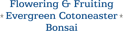 Flowering & Fruiting Evergreen Cotoneaster Bonsai