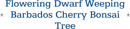 Flowering Dwarf Weeping Barbados Cherry Bonsai Tree