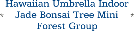 Hawaiian Umbrella Indoor Jade Bonsai Tree Mini Forest Group