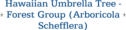 Hawaiian Umbrella Tree - Forest Group (Arboricola Schefflera)