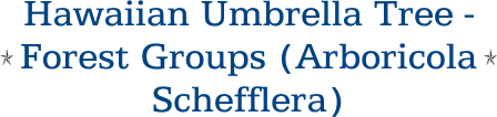 Hawaiian Umbrella Tree - Forest Groups (Arboricola Schefflera)