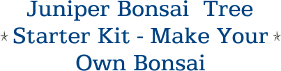 Juniper Bonsai  Tree Starter Kit - Make Your Own Bonsai