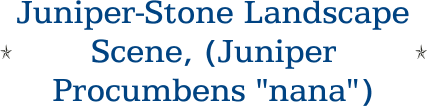 Juniper-Stone Landscape Scene, (Juniper Procumbens "nana") 