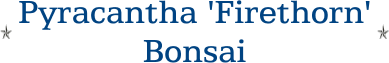 Pyracantha 'Firethorn' Bonsai